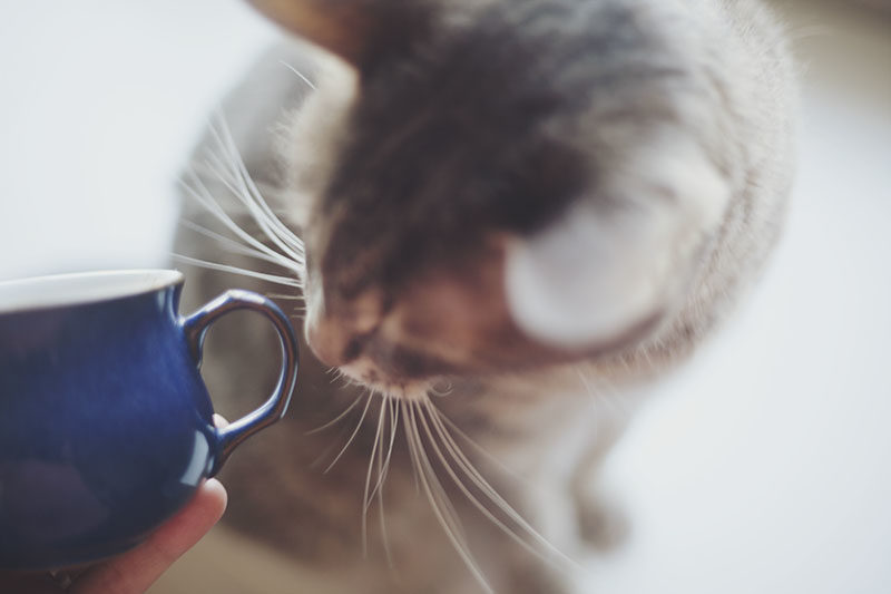 Looking for a Laugh with Your Coffee? 20 Hilarious Cat Mugs