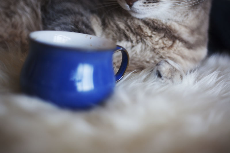 funny-cat-mugs-coffee-kitty-themed-humor