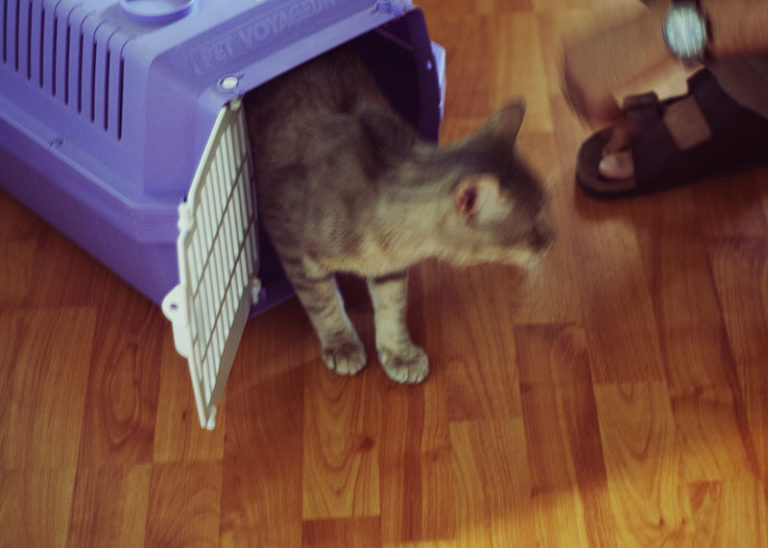 Moving With Cats? StepByStep, How to Make Moves Easier on Kitties