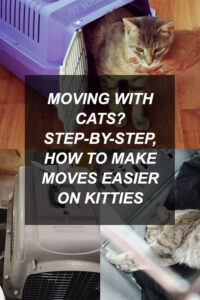 kittyclysm-cat-blog-help-advice-tips4