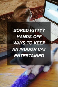 kittyclysm-cat-blog-help-advice-tips9
