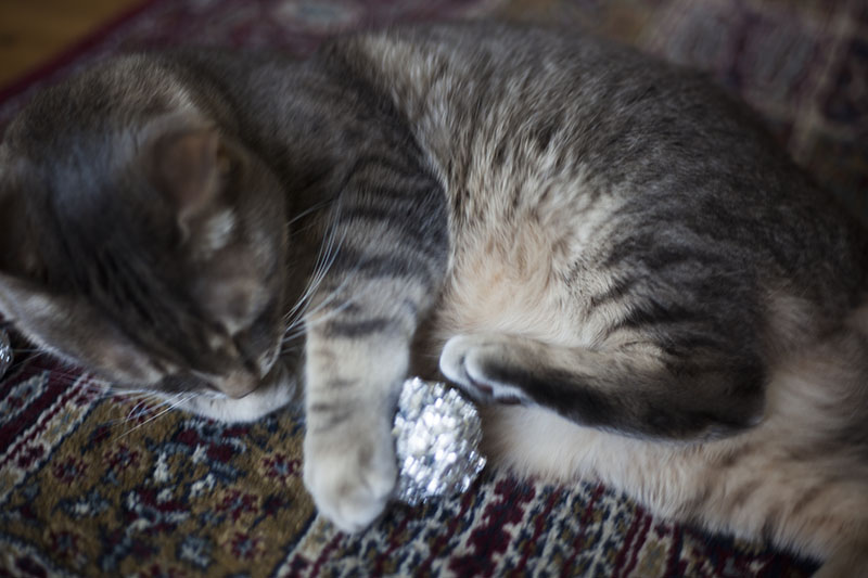 cat foil ball