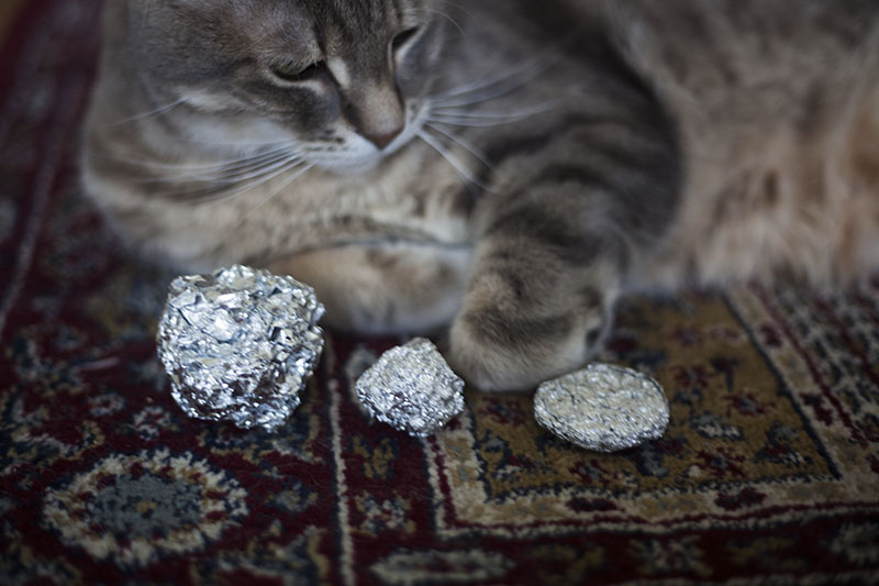 cat-sitting-with-aluminum-foil-balls-variations-kitty-diy