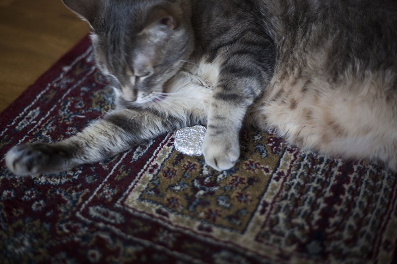 cat-licking-himself-ignoring-pet-owner-does-not-care