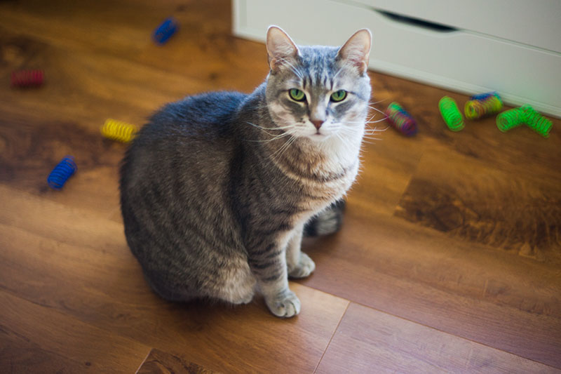 kittyclysm-cat-blog-ethical-pet-cat-toy-review-springs