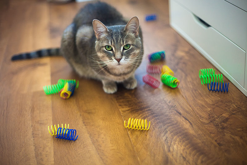 Spot Ethical Pet Colorful Plastic Springs Cat Toy Review