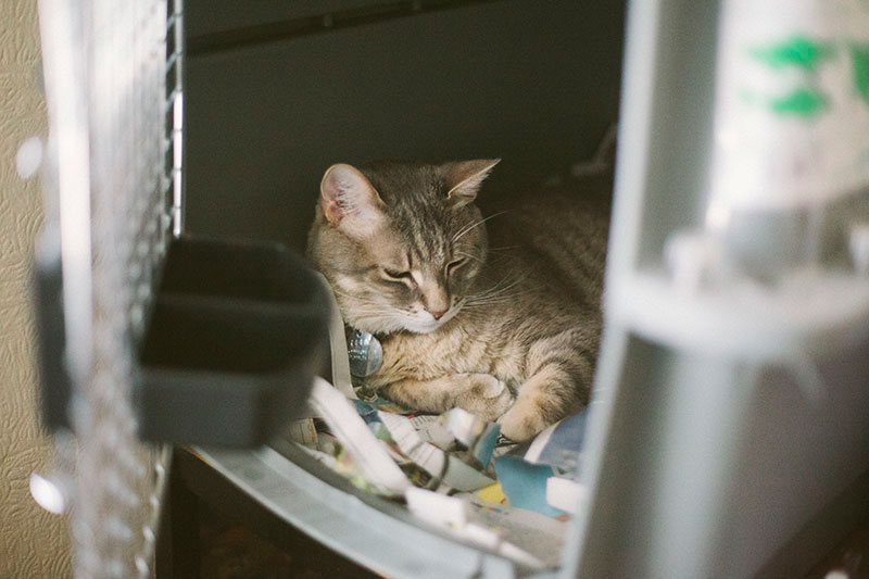 cat-sitting-happily-in-cage