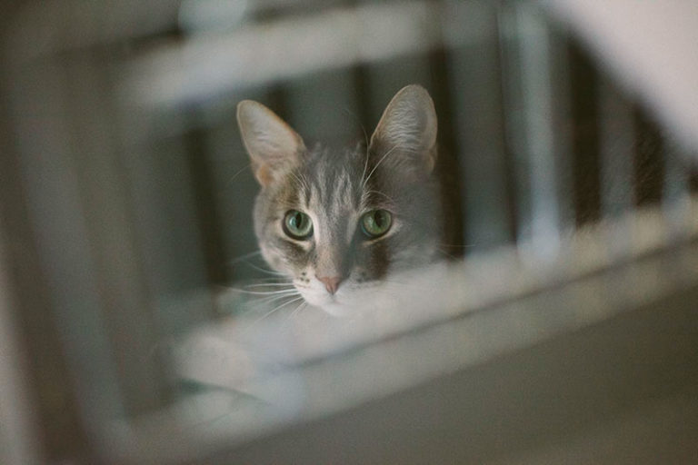 Are Indoor Cats Prisoners? Is Keeping a House Cat Cruel?