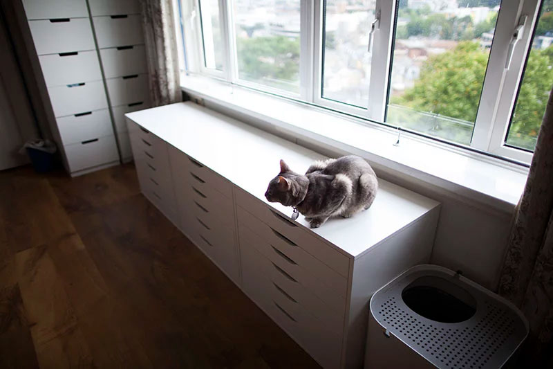 Keeping a cat in a deals studio apartment