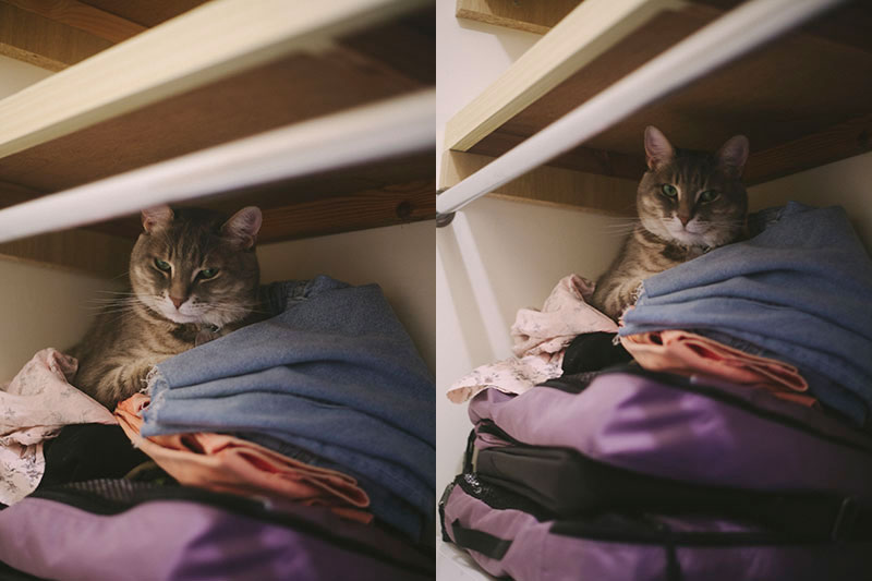 cat-sleeping-in-nook-in-closet