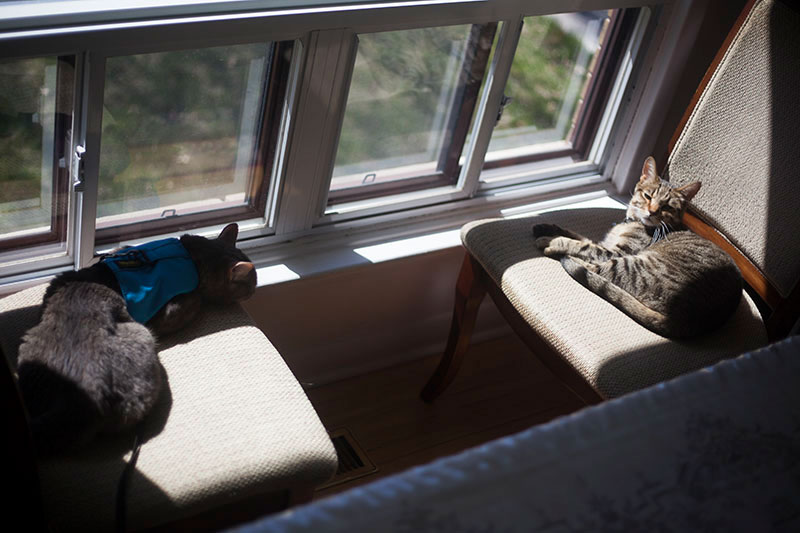 avery-and-walker-two-cats-snoozing-by-windows