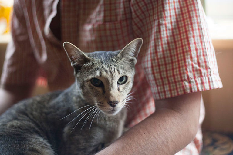 View of Why Do Cats Purr? 12 Reasons: Some Obvious, Some Not