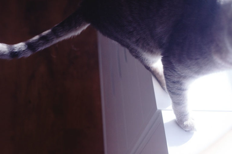 How High Can a Domestic Cat Jump? (Average & Highest Jump Ability)