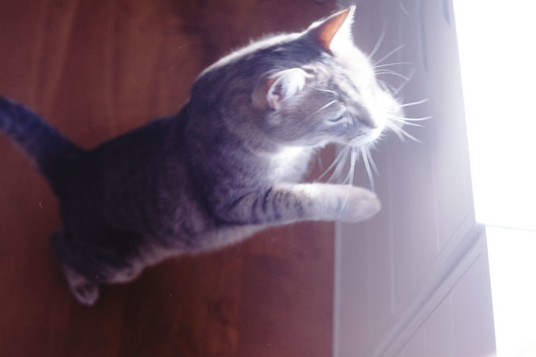 How High Can a Domestic Cat Jump? (Average & Highest Jump Ability)