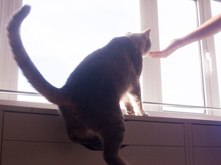 How High Can a Domestic Cat Jump? (Average & Highest Jump Ability)