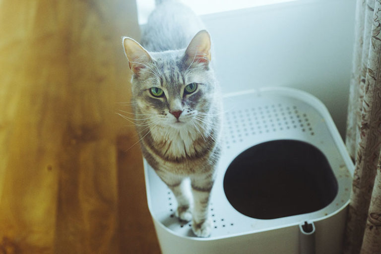How to Train a Cat to Use a TopEntry Litter Box