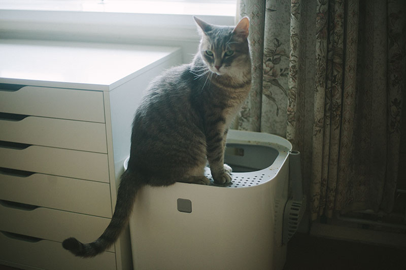 benefits-of-top-entry-cat-litter-boxes