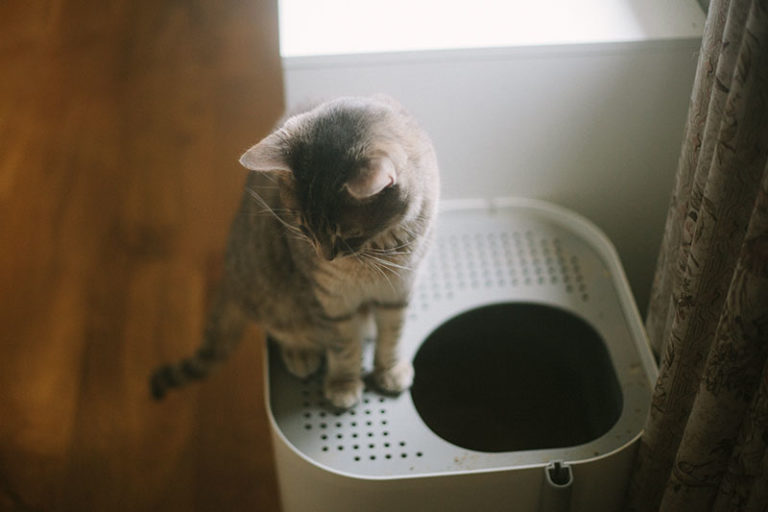 How to Train a Cat to Use a TopEntry Litter Box