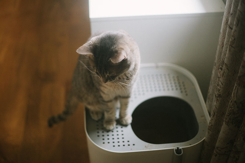 How to train a cat to go in the litter box best sale