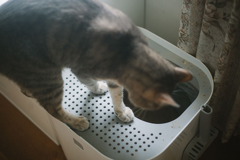 How to Train a Cat to Use a Top Entry Litter Box