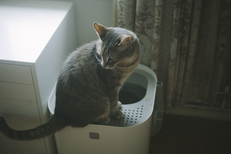Why I Now Prefer Top Entry Litter Boxes (12 Benefits Over SideEntry)