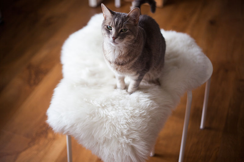 kitty-cat-sitting-on-ikea-marius-stool-diy-hack-sheepskin