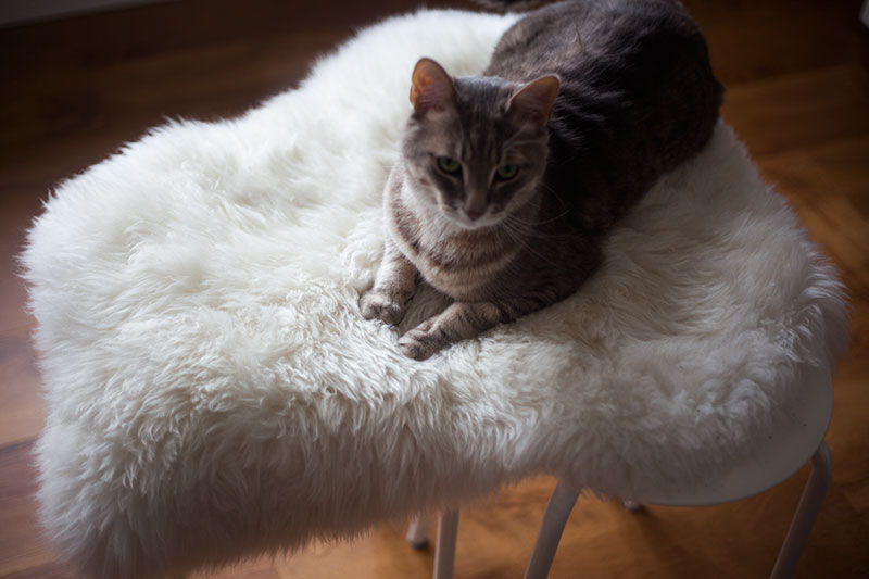 cat-furniture-diy-hack-ikea-marius-stool-rens-sheepskin