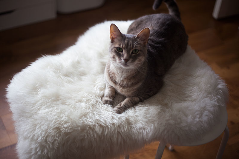 The 2-Second Ikea Marius Cat Seat Hack: The Easiest DIY in the World