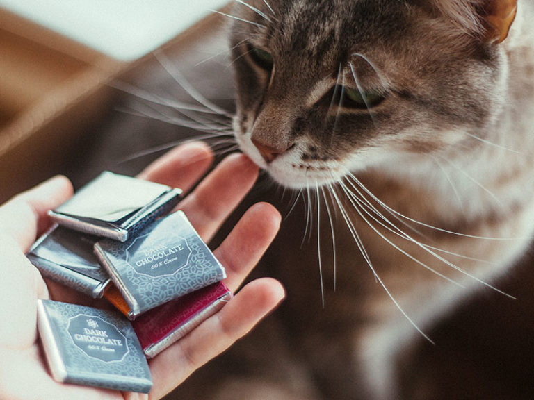 Can Cats Eat Chocolate? Is Chocolate Poisonous to Cats? Can Cats Eat Chocolate? Is Chocolate Poisonous to Cats?