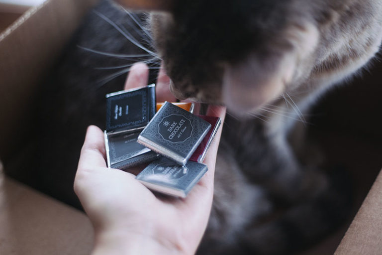 Can Cats Eat Chocolate? Is Chocolate Poisonous to Cats?