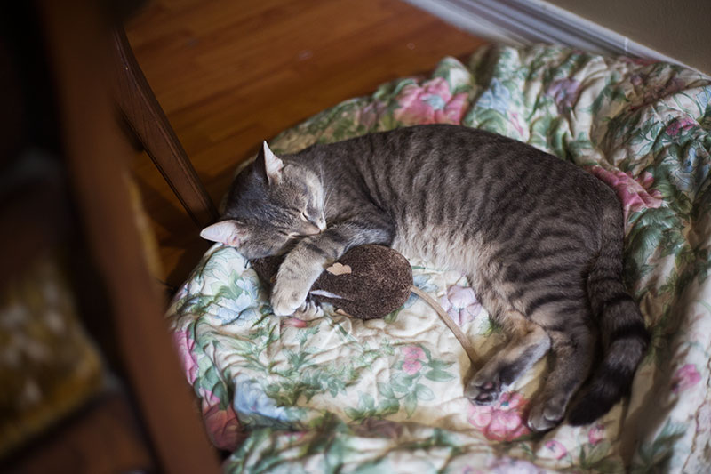 sleeping-cat-cuddling-catnip-toy-jeepers-creepers-rat