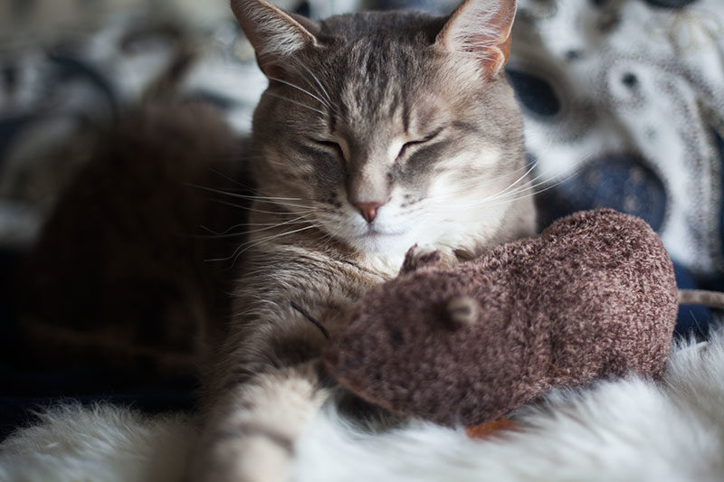 Petlinks Jeepers Creepers Rat Refillable Plush Catnip Toy Review