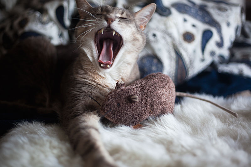 cat-yawn-with-catnip-toy-adorable