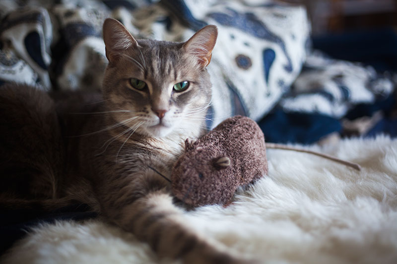 catnip-toy-rat-with-cat-avery-kittyclysm