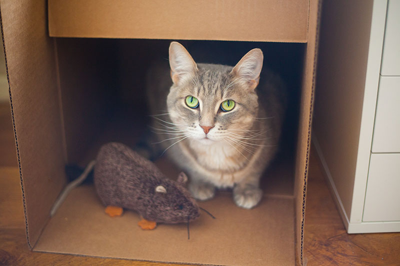 cat-sitting-in-box-next-to-catnip-toy-rat-jeepers-creepers