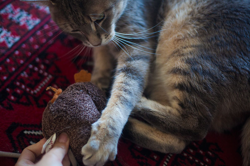 cat-side-kicking-catnip-toy-rat-jeepers-creepers-petlinks