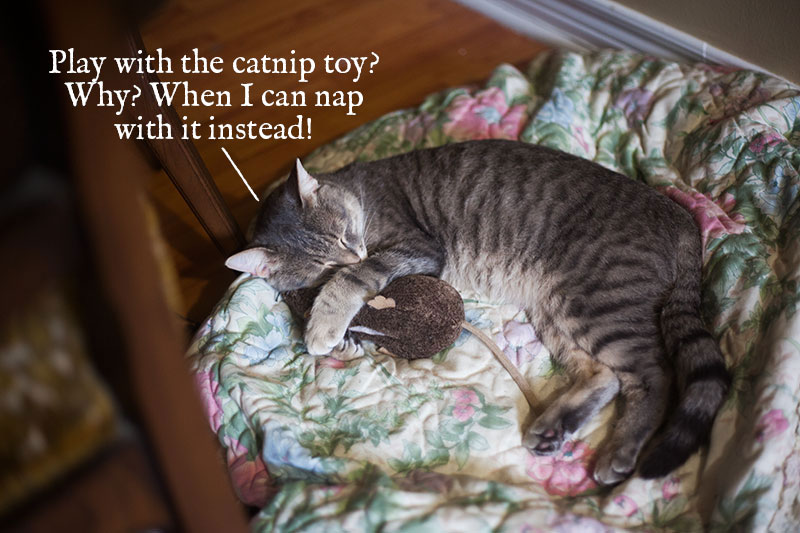 why-play-when-you-can-nap