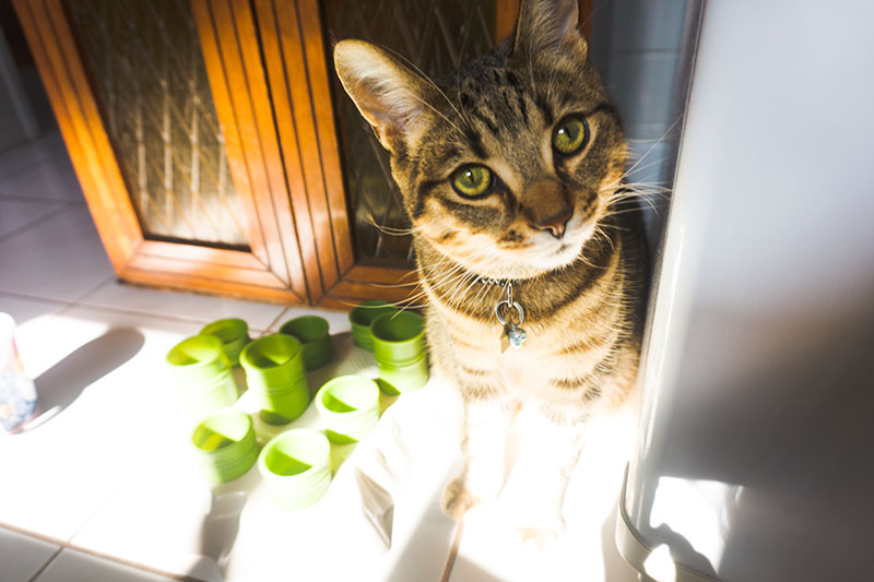 mothers-cat-walker-next-to-food-toy