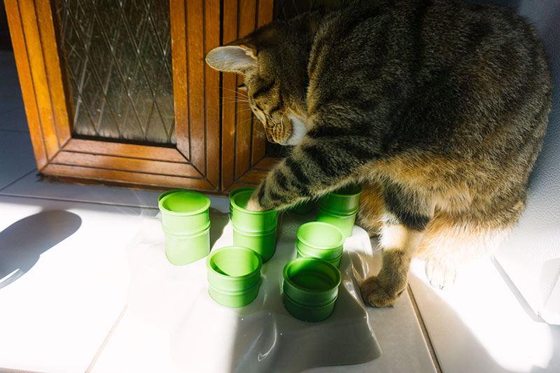 cat puts toys in food bowl