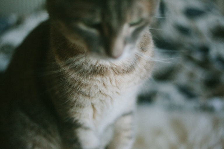 Cat Nipples?! How Many Do Cats Have? Do Males Have Them, Too?