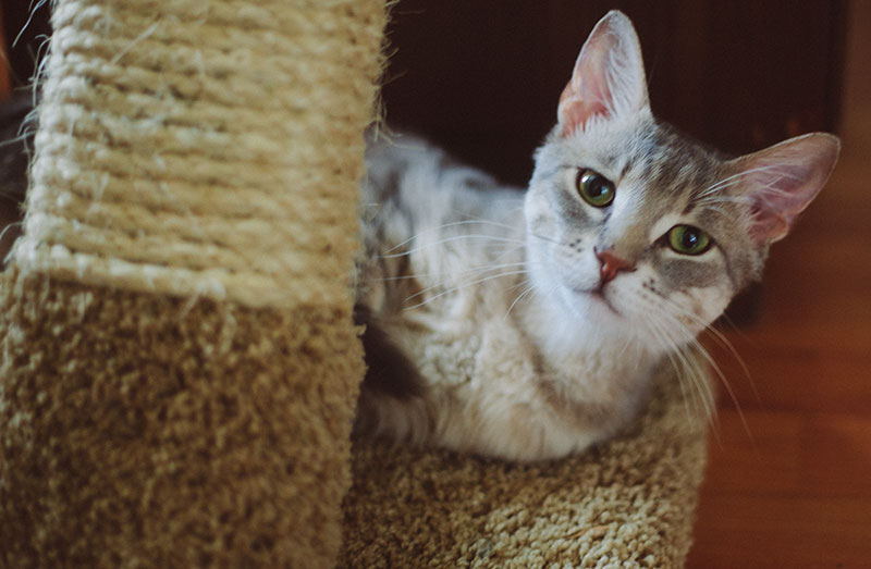 favourite-cat-jungle-gyms-i-want-to-buy