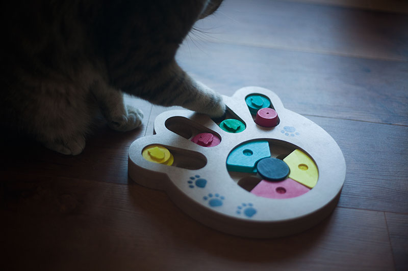 kittyclysm-review-pet-intelligence-feeder-pryus-paw-toy