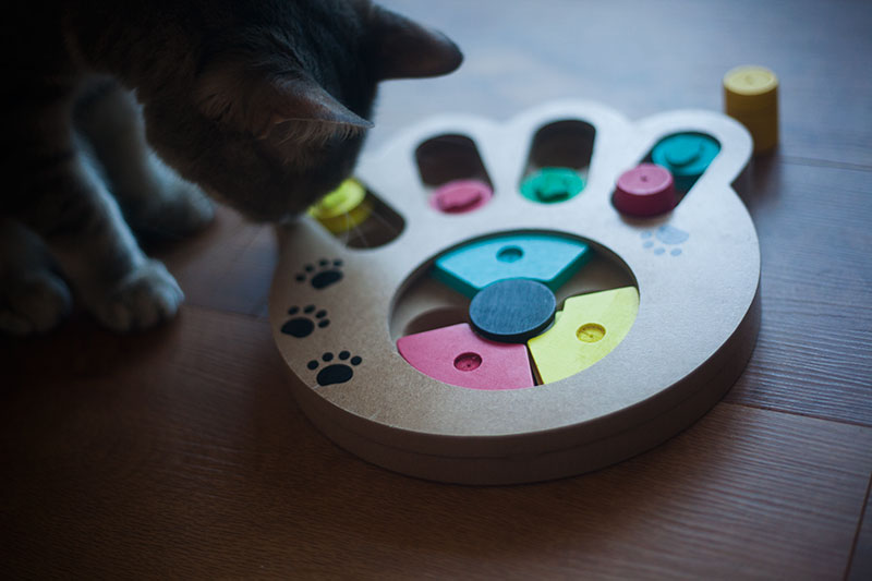 pet-feeder-toy-review-pryus-paw-food-puzzle