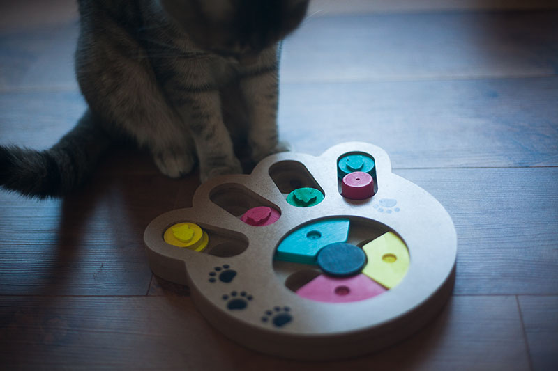 cat food toy puzzle