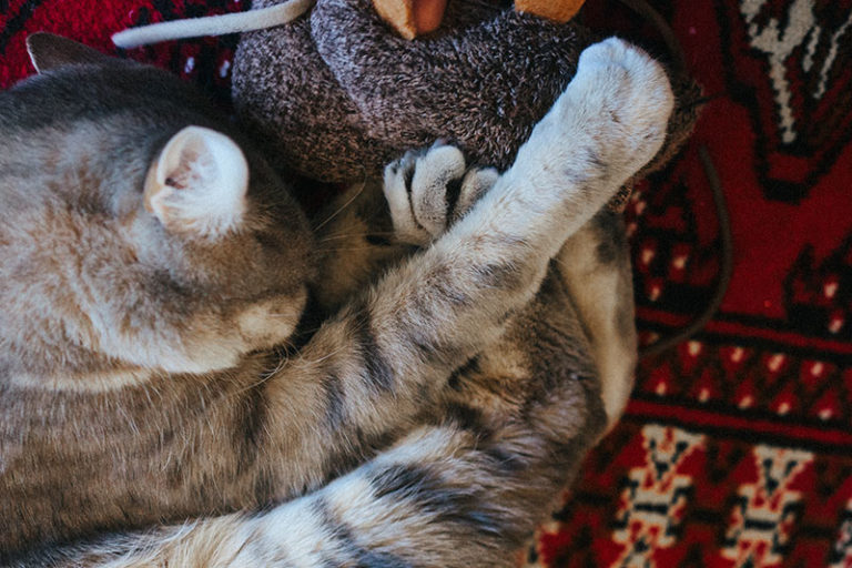 "Why Does My Cat Chew & Bite My Fingers?" 6 Possibilities, Telling Which