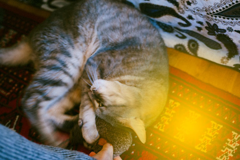 Just for Kitty Kicks Cat Kick Toys like Kicker Sticks Purrfect for