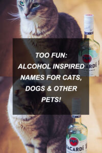 kittyclysm-cat-blog-help-advice-tips12
