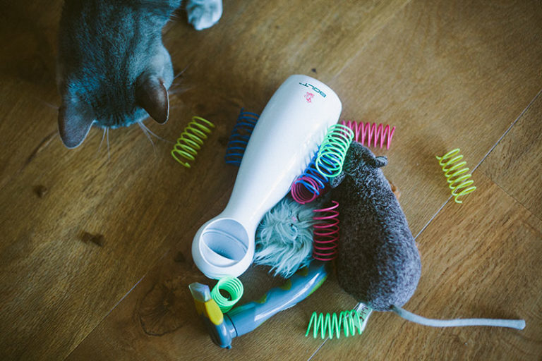 Black Friday 2017 Cat Related Pet Product Deals