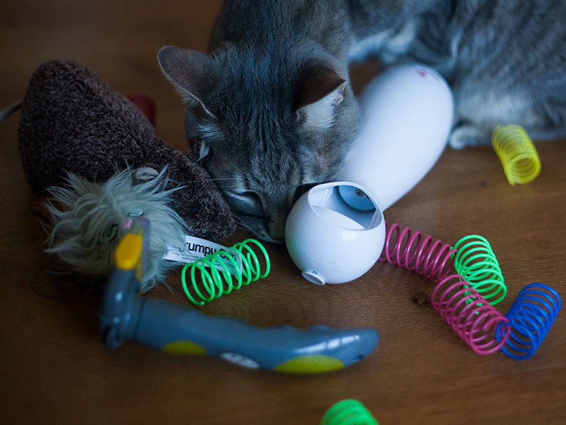Black Friday 2017 Cat Related Pet Product Deals