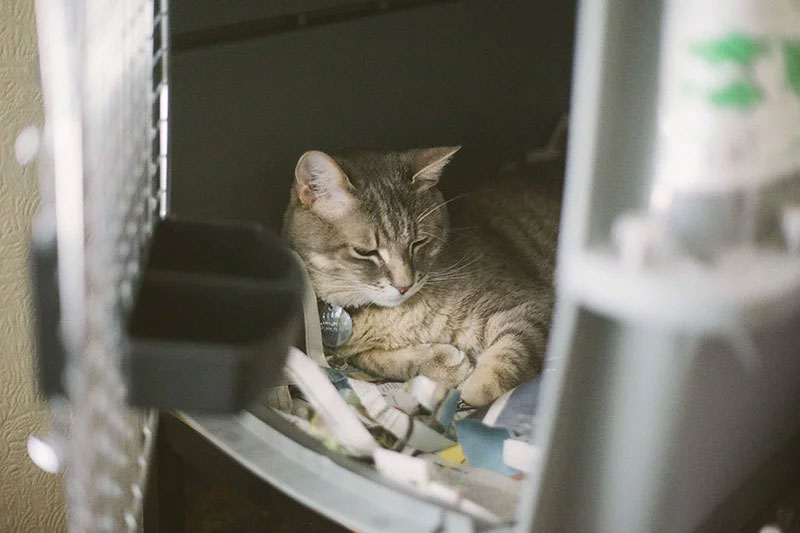 cat-loves-cage-sleeping-in-pet-carrier